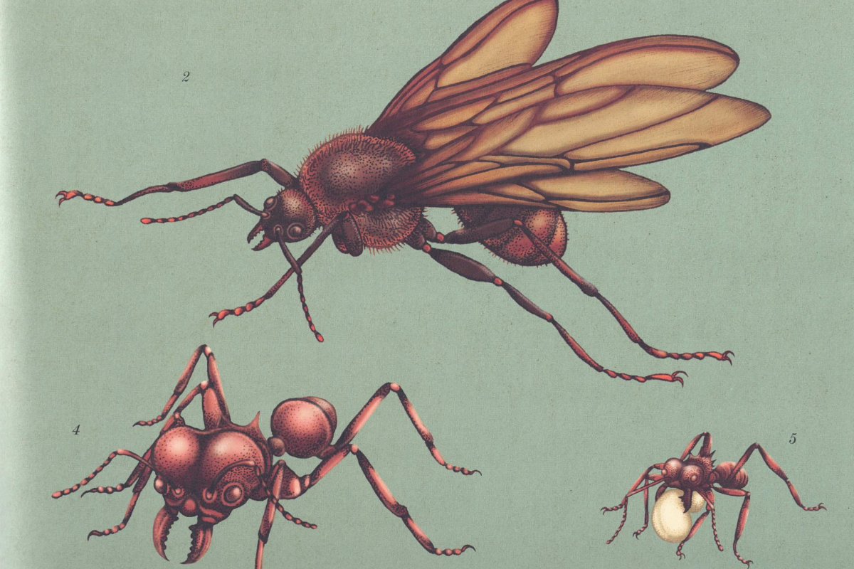 Insectarium