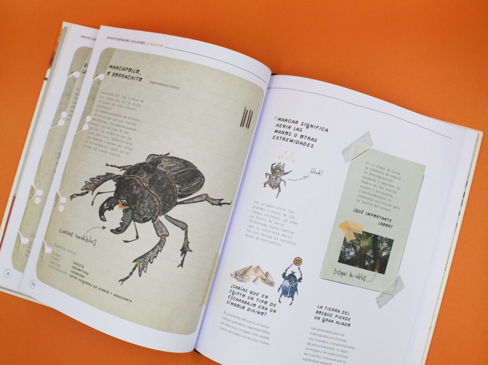 Invertebrados chilenos. Más allá de las apariencias