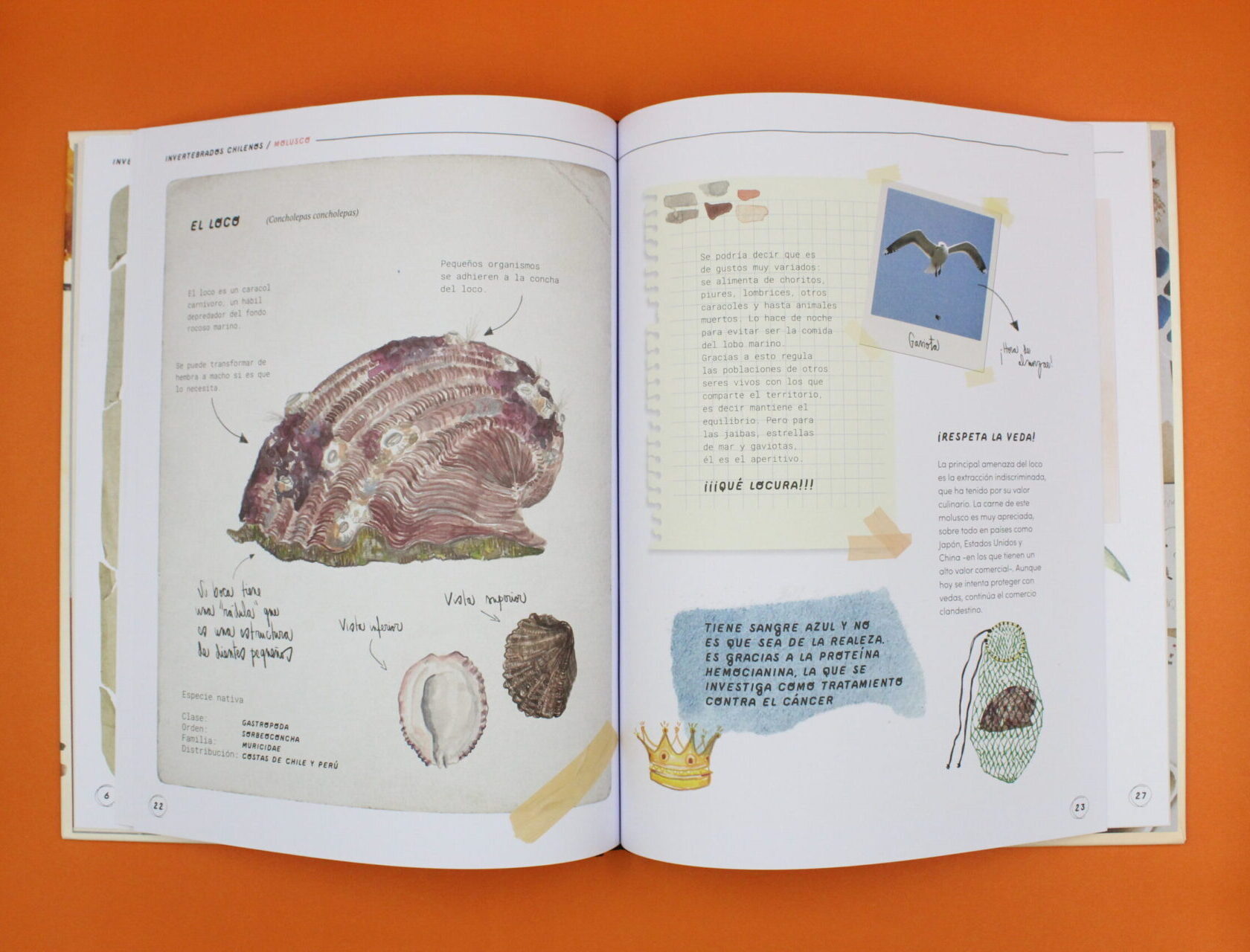 Invertebrados chilenos. Más allá de las apariencias