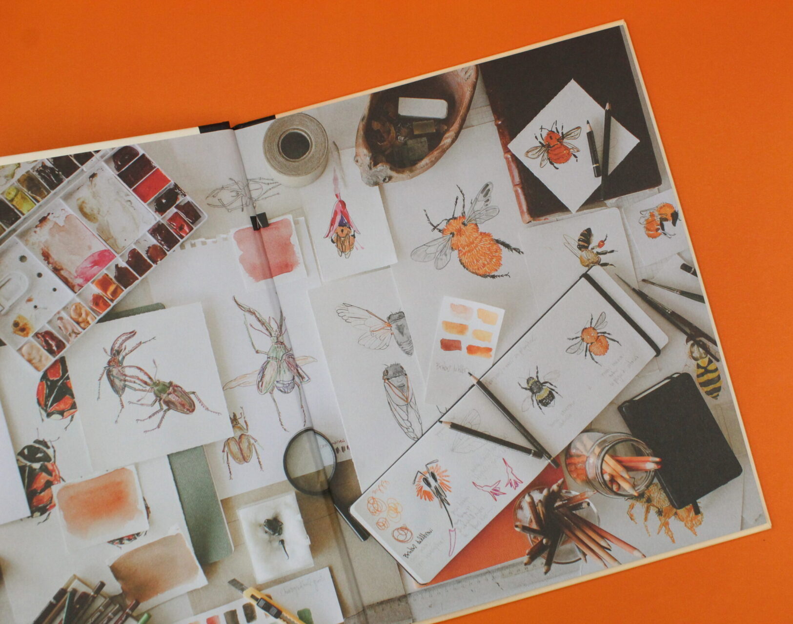 Invertebrados chilenos. Más allá de las apariencias