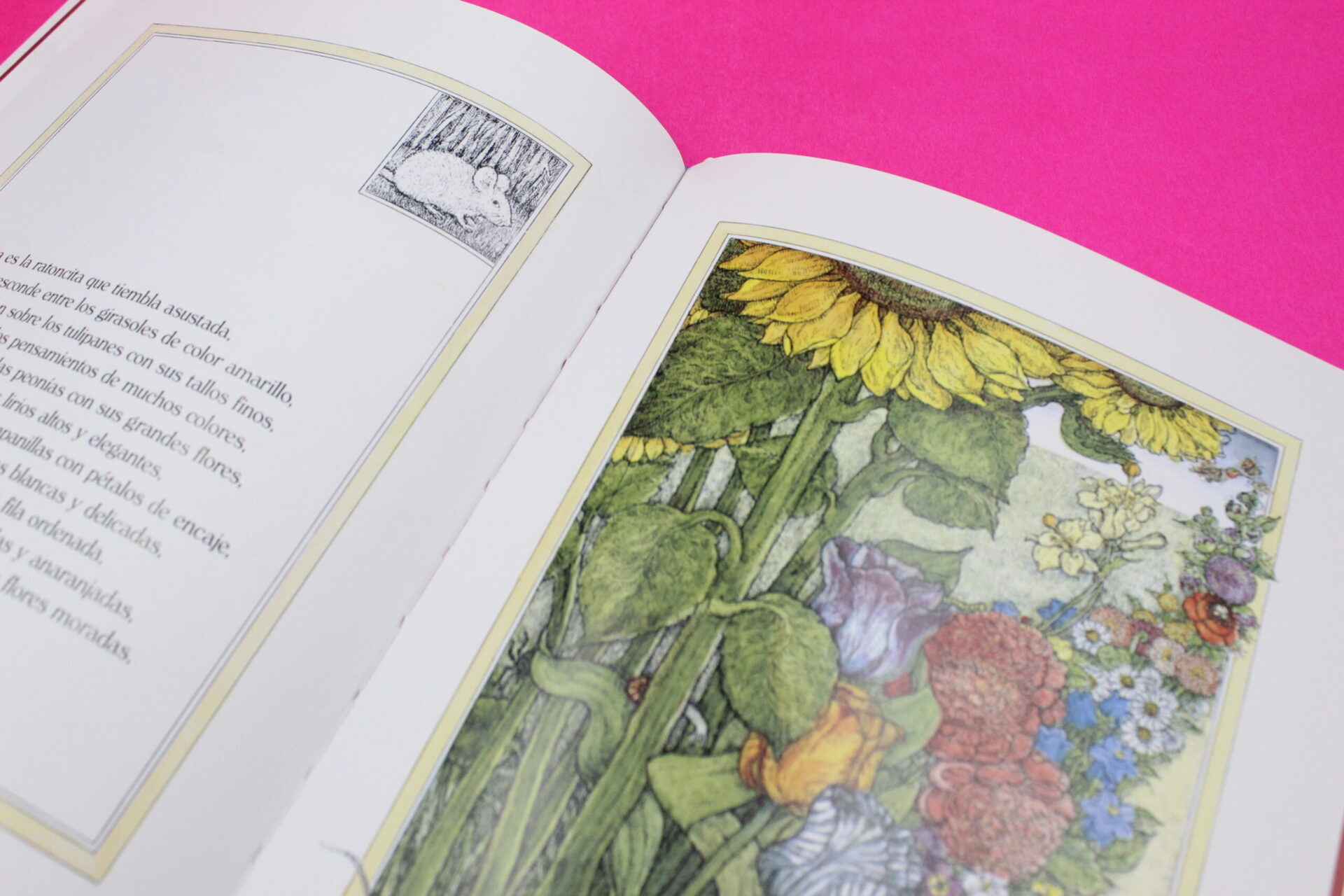 La rosa de mi jardín