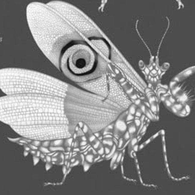 Ver para aprender: puentes entre arte y naturaleza