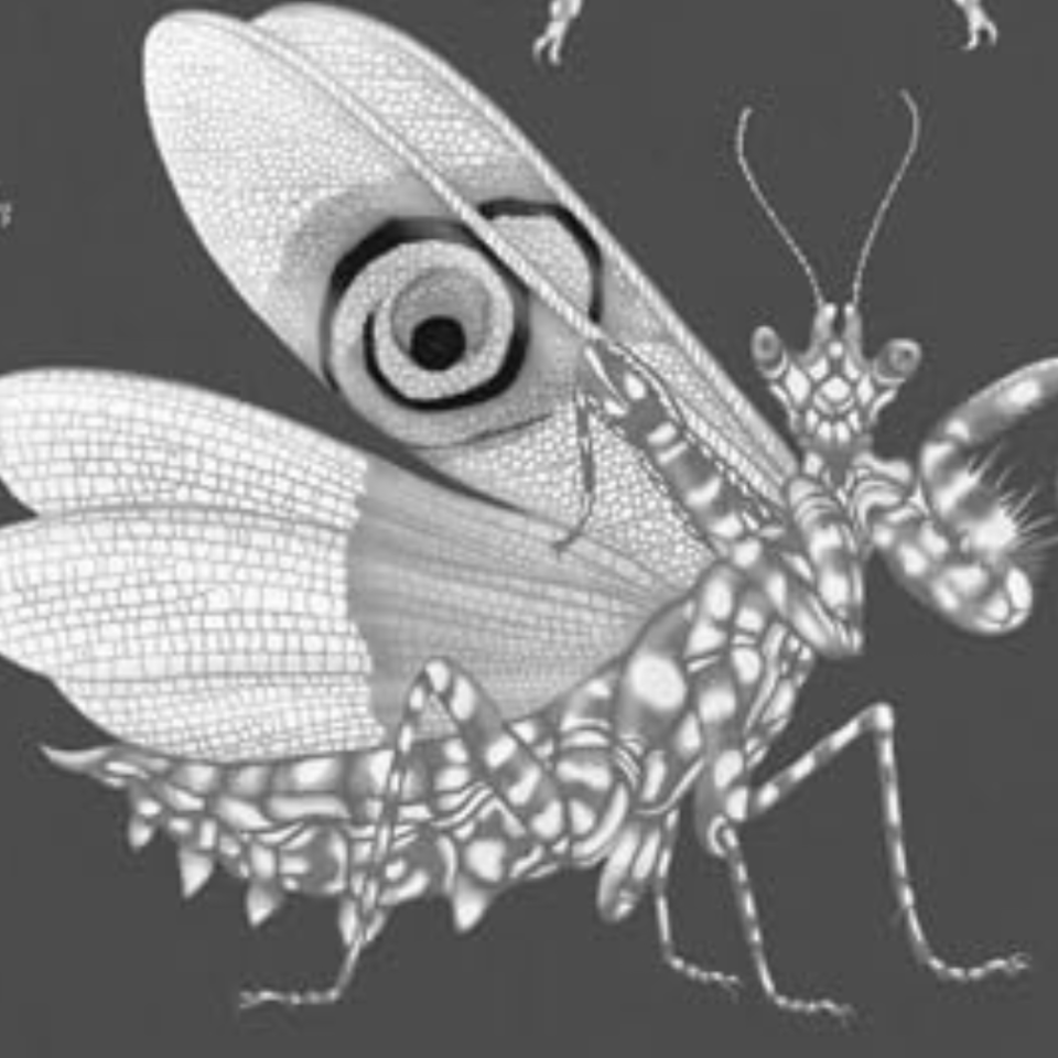 Ver para aprender: puentes entre arte y naturaleza