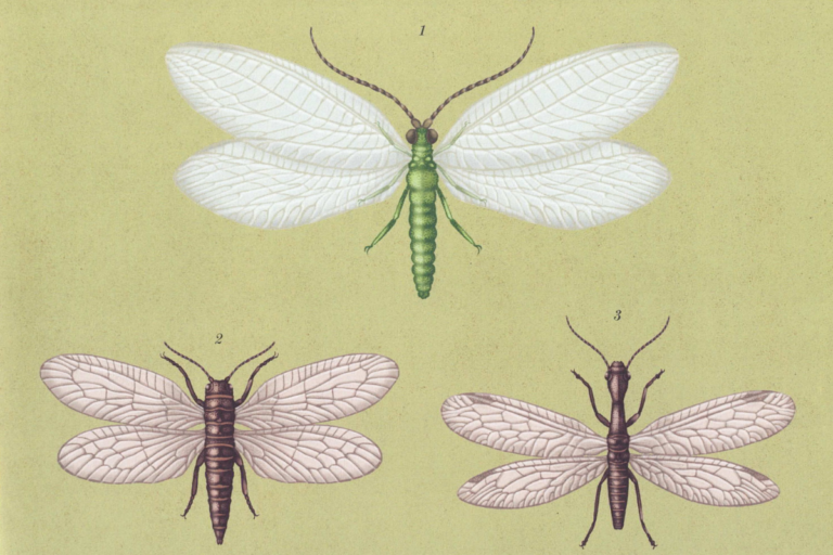 Insectarium