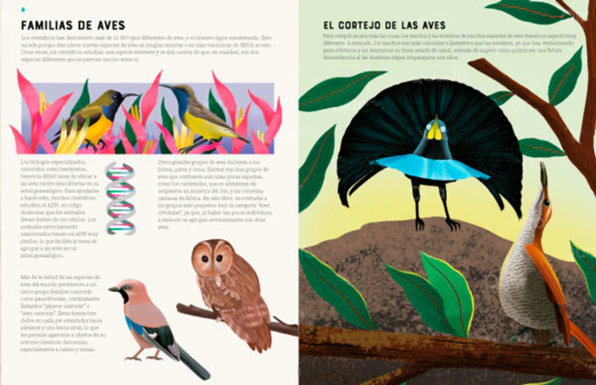 Enciclopedia de aves