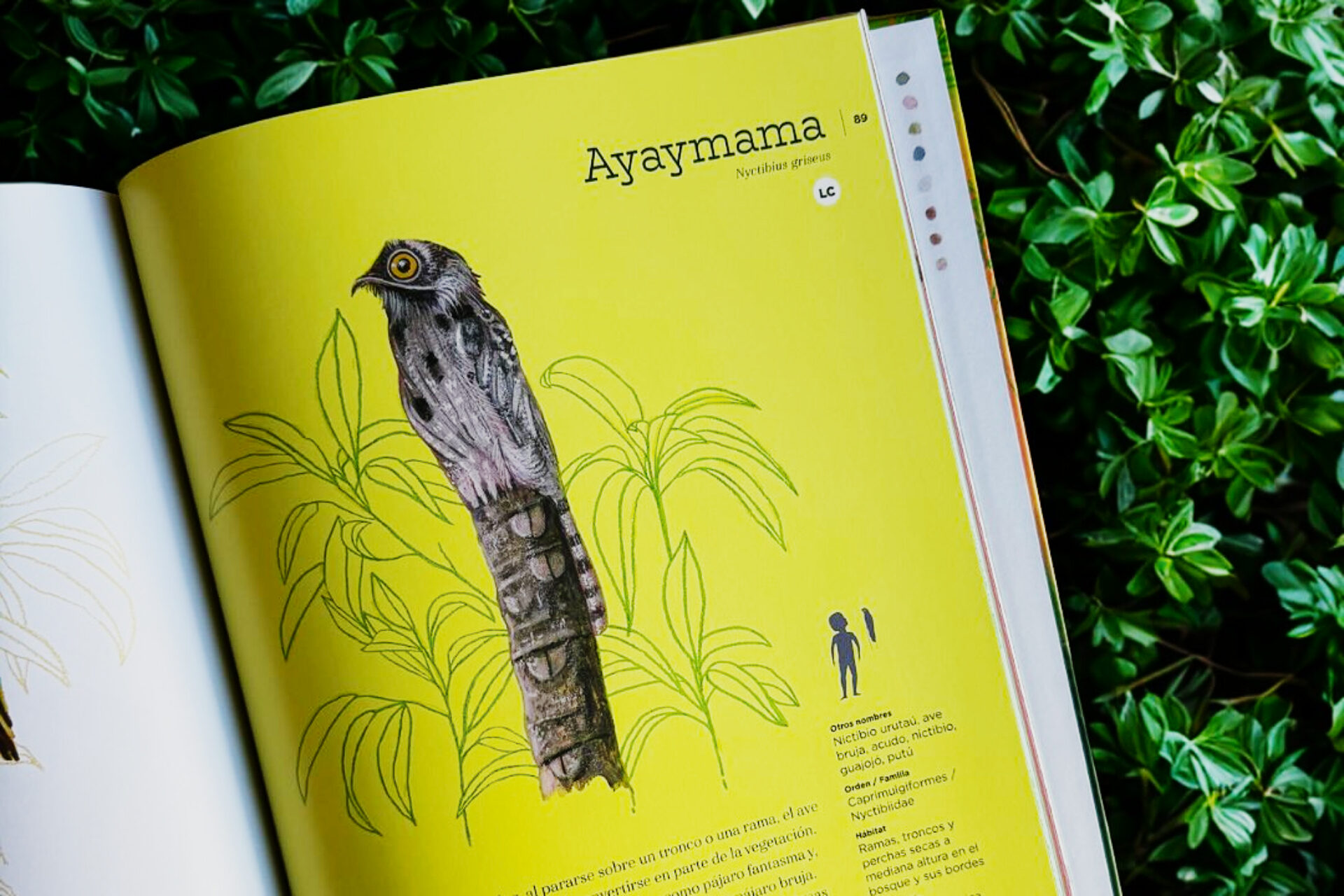 Vida y costumbres de los animales de la Amazonía