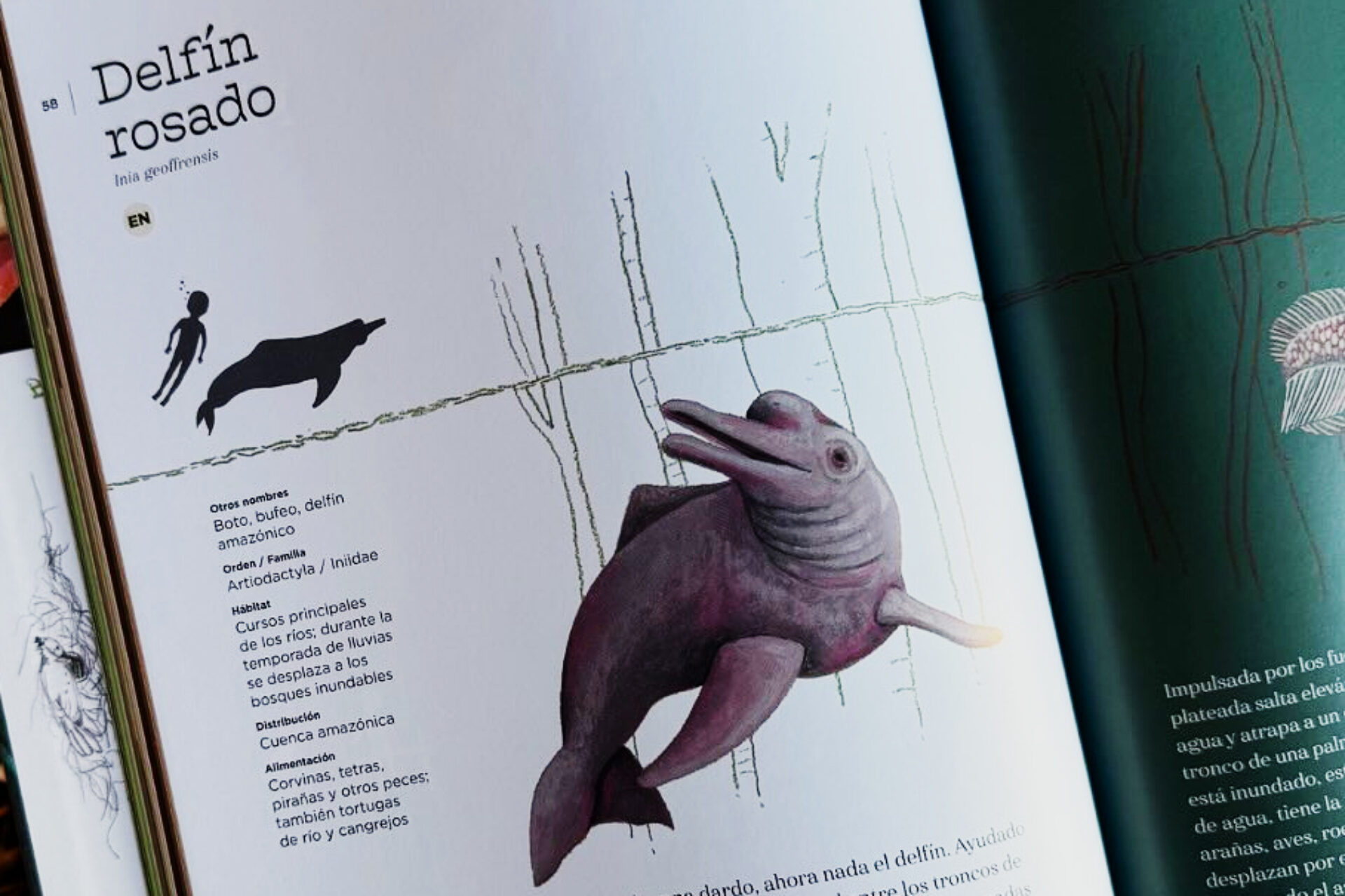 Vida y costumbres de los animales de la Amazonía